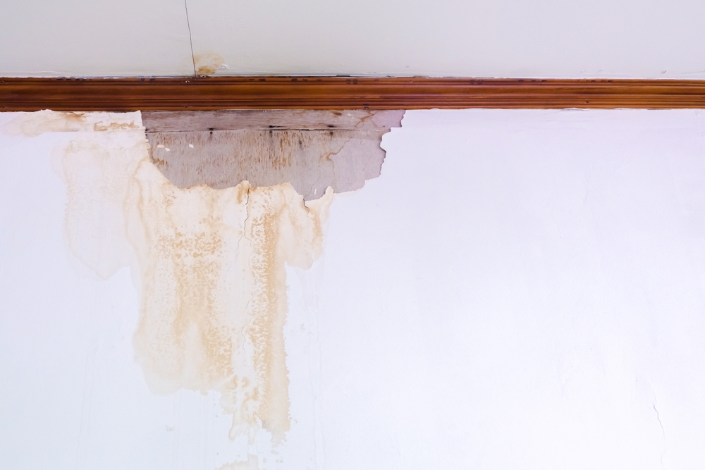 The Importance of Experience in Mold Remediation: Why We’re Your Trusted Choice
