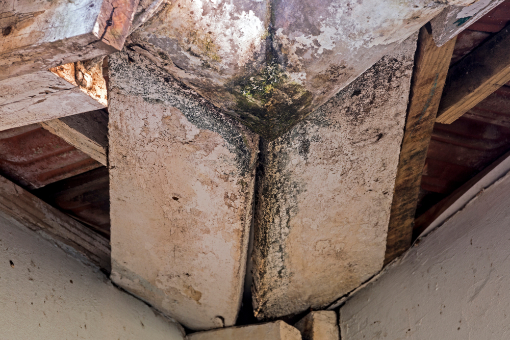 Spring Showers Bring… Mold? How to Detect and Prevent Mold Growth This Season